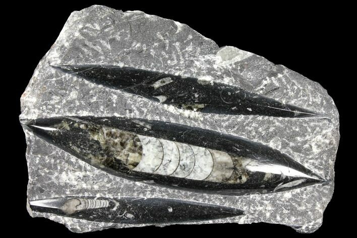 Polished Fossil Orthoceras (Cephalopod) Plate - Morocco #127713